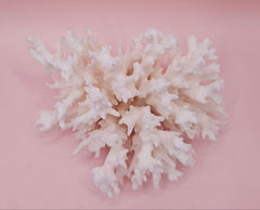 vintage white table coral specimen with flattened branches on pink background