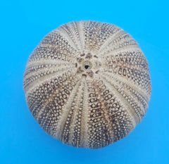 English Channel urchin shell 5x4 brown and cream textured sea shell for coastal display