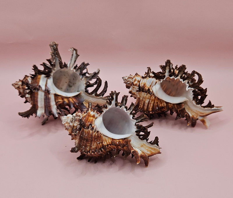 Trio of long spine Murex endive shells with spiny ridges and brown-cream color pattern on a pink background