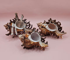 Trio of long spine Murex endive shells with spiny ridges and brown-cream color pattern on a pink background