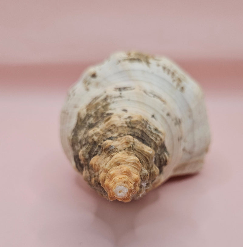 Large natural horse conch shell with weathered beige tones and ribbed spiral, held in hand for scale
