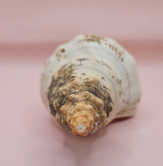 Large natural horse conch shell with weathered beige tones and ribbed spiral, held in hand for scale