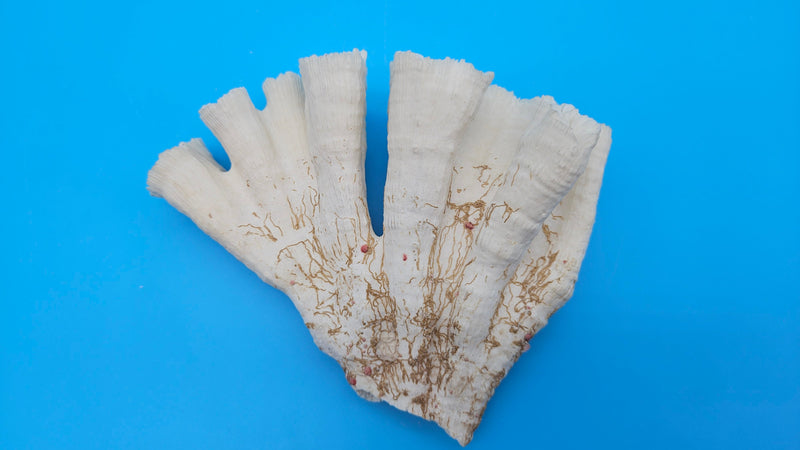 Vintage Candy Cane Coral specimen for coastal home decor - natural marine piece