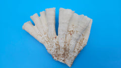Vintage Candy Cane Coral specimen for coastal home decor - natural marine piece