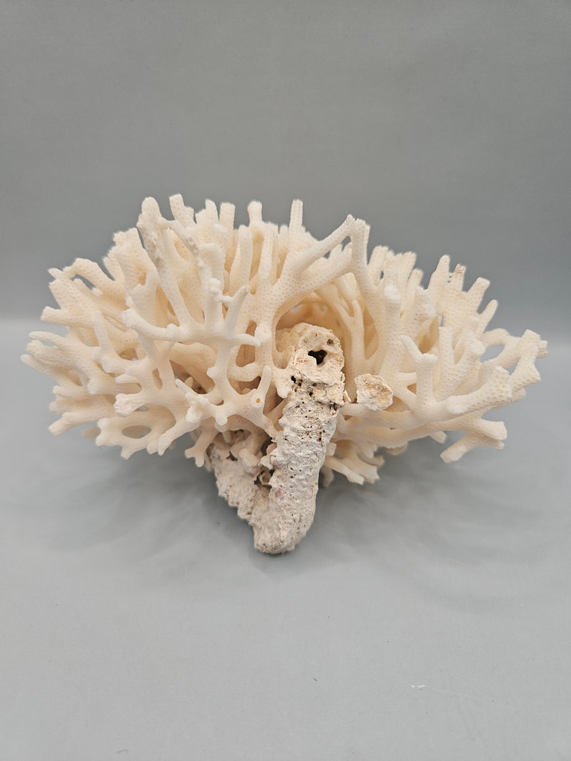 A 5.5"x5" Table Coral Acropora Latistella featuring natural branching patterns, ideal for coastal or marine-themed home decor.