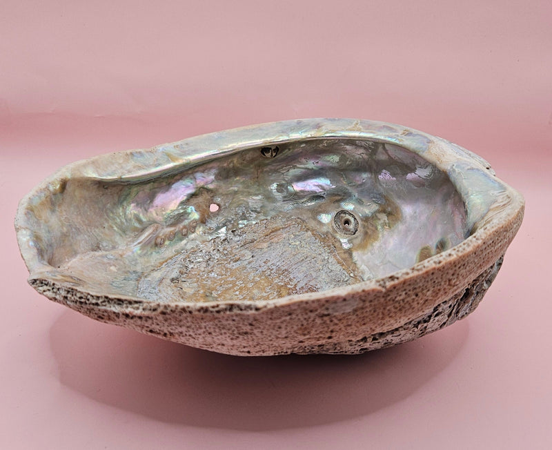 Large abalone shell 8x7 with iridescent inner surface and weathered texture, ideal for coastal or altar display