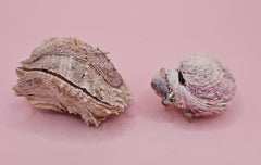 Vintage Spondylus shell pair with handwritten 1965 collection note on pink background