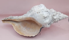 Large white horse conch shell with barnacles, 11.5 inches long