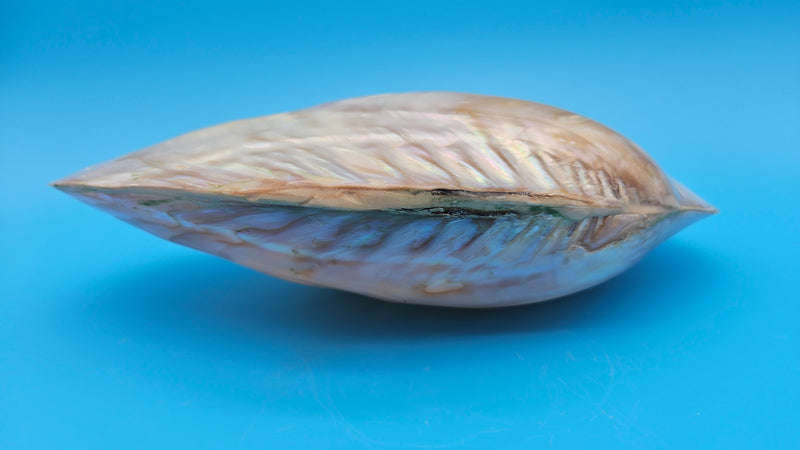  Fused Rainbow Cebu clam shell with polished iridescent surface and pastel pearl tones on blue background