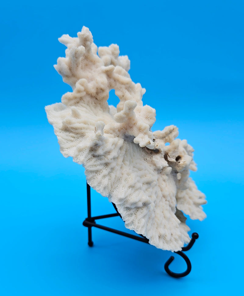 Merulina coral with ruffled fan shape and soft ivory texture on blue background