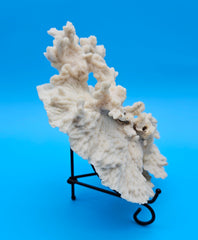 Merulina coral with ruffled fan shape and soft ivory texture on blue background