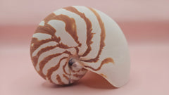 4-inch natural nautilus shell with smooth spiral pattern and creamy pearlescent finish.
