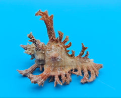  Murex crocatus shell, 2.3 inches, orange spiny fronds with intricate ridges, from Zambales, Philippines.