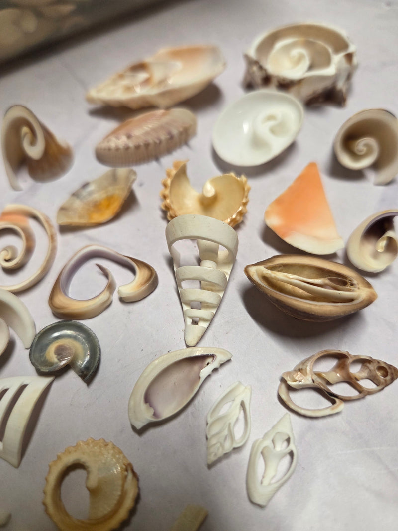 Mixed Assortment of Vintage Sliced Shells 4 oz for Crafts | Loving ...