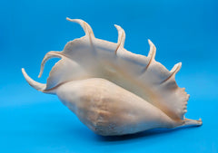 Extra large mutant Lambis truncata display shell for coastal home decor - premium natural specimen