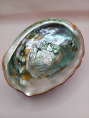 Red Abalone Shell with Iridescent Interior – 8.5