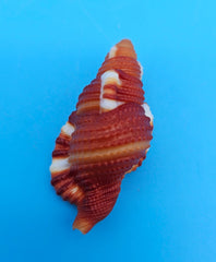  1.5-inch Red Breasted Triton shell in red-orange with white bands for coastal décor display