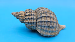 Oregon Hairy Triton shell (Fusitriton oregonensis), 4.1 inches, ribbed spiral form with gray-blue highlights, Pacific Northwest origin.