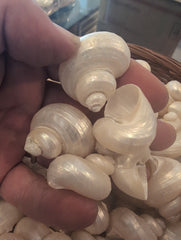 Small Pearl Jade Turbo