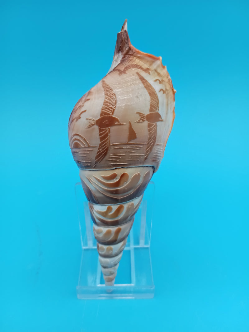 4.8" carved Tibia shell with seagull coastal scene