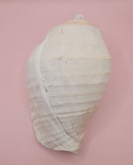 Large white Titanostrombus galeatus Eastern Pacific conch shell with natural texture and soft beige accents, displayed on a pink background – ideal for coastal home décor or nautical display.