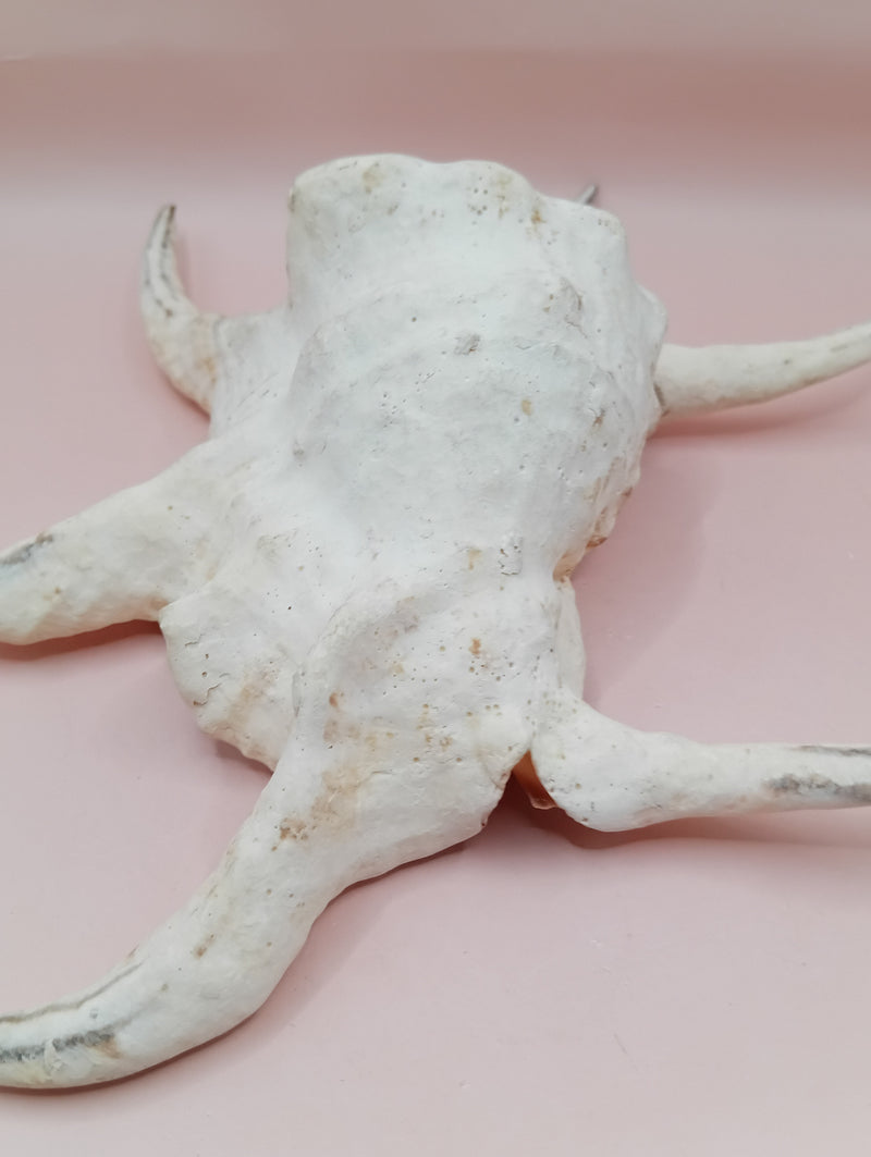 Lambis chiragra harpago shell with long curved spines and pink interior