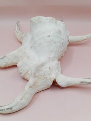 Lambis chiragra harpago shell with long curved spines and pink interior
