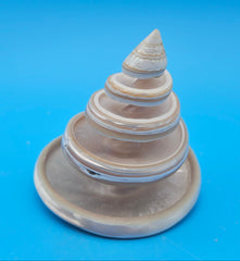 Strawberry Pearl Nautilus Cut Shell 3.4