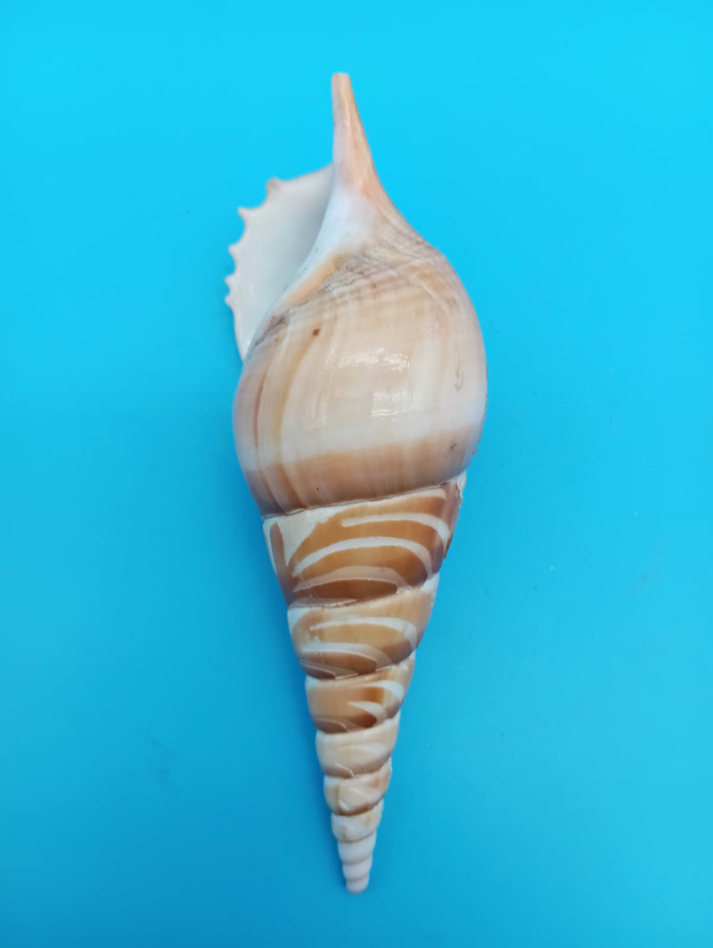 5" carved Tibia shell with lighthouse scene and seabirds