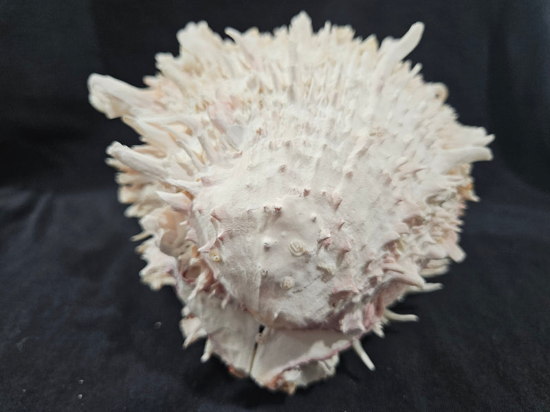 Spondylus Shell Pair - Exact Shell Shown