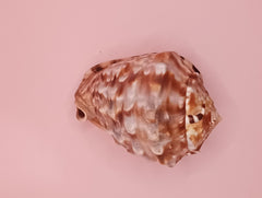 King Helmet Display Shell- Cassis flammea 4.8