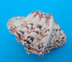 Bear Paw shell with intact knobs and textured ridges in cream, orange, and purple