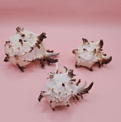 Trio of spiky Murex Endive sea shells in cream and brown on pink background, arranged for coastal decor
