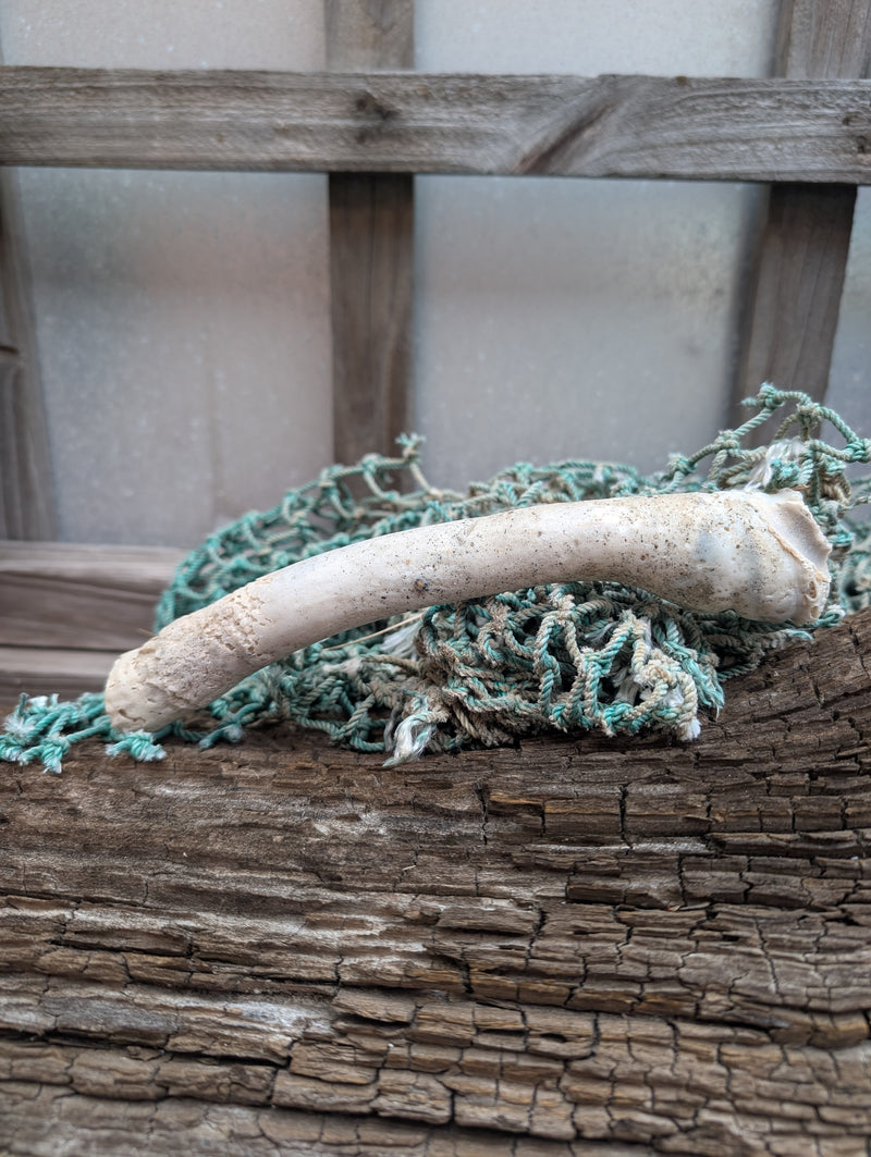 Australian Watering Pot - Brechites australis (tube like Shell)