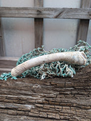 Australian Watering Pot - Brechites australis (tube like Shell)