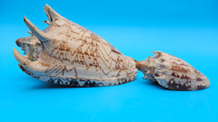 Imperial Volute shell set with large and small matching shells in cream and brown zigzag patterns for coastal décor display