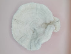 Vintage White Mushroom Coral- Fungia fungites