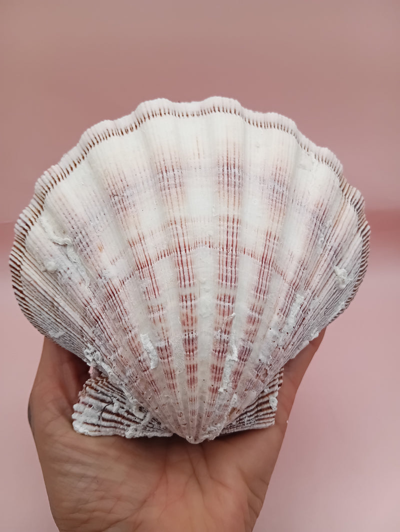 Natural Lion's Paw seashell pair, 5 by 5.3 inches, with textured barnacle accents and coastal tones