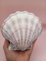 Natural Lion's Paw seashell pair, 5 by 5.3 inches, with textured barnacle accents and coastal tones