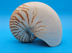 Tiger nautilus shell with brown stripes and spiral design on blue background