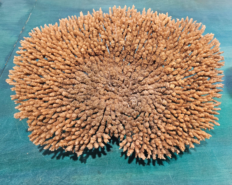 Natural dried table coral specimen with dense, beige-colored branching, ideal for coastal home décor, beach wedding centerpieces, or marine-themed interior styling
