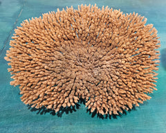 Natural dried table coral specimen with dense, beige-colored branching, ideal for coastal home décor, beach wedding centerpieces, or marine-themed interior styling