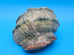 Giant green marmoratus turban shell with spiral design and earthy green-brown tones, measuring 6.4x6.2x4 inches