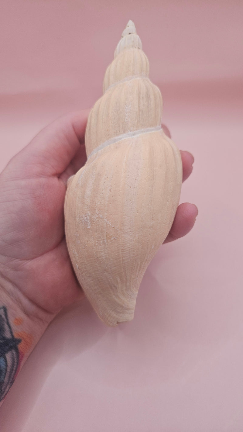 Fulgoraria nagouchii hashingi seashell with spiral ridges and soft peach color on pink background