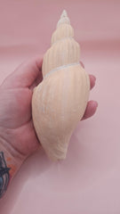 Fulgoraria nagouchii hashingi seashell with spiral ridges and soft peach color on pink background