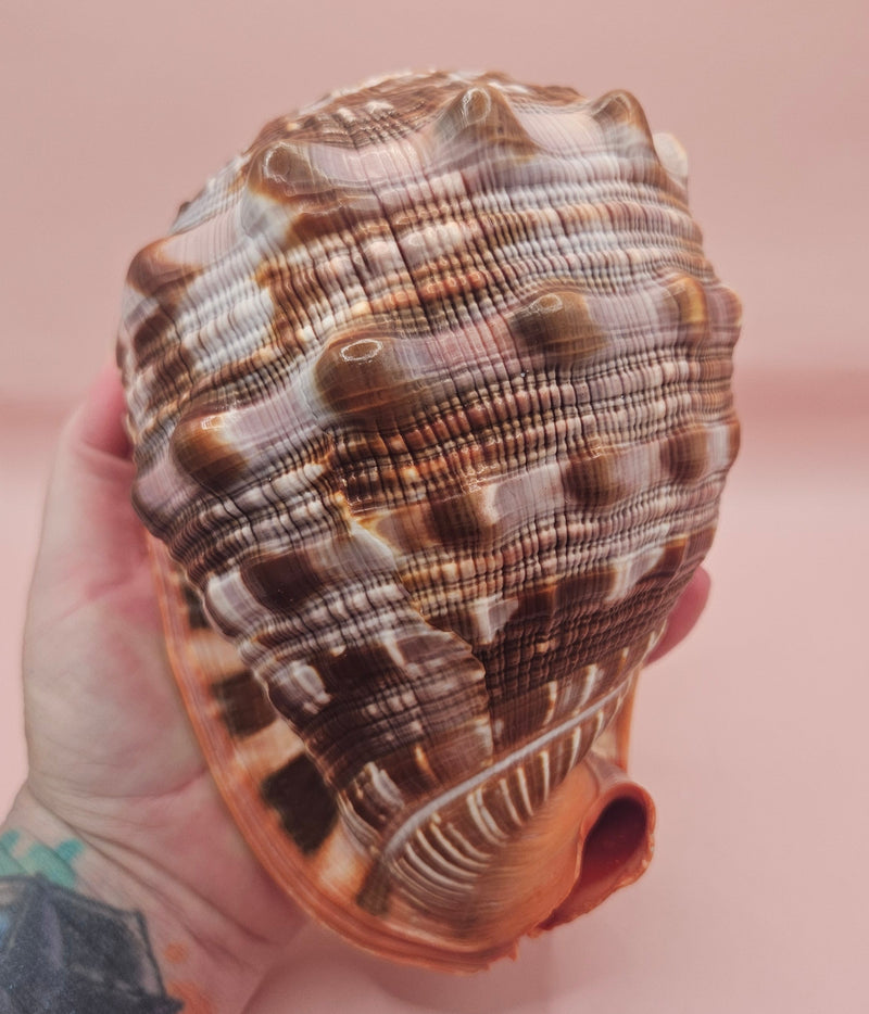 Bullmouth Cameo helmet shell with peach interior and textured dark outer ridges, measuring 7x5x4 inches