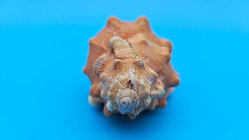 4.4-inch Cymatium pyrum shell in orange and cream with knobby ridges for coastal décor display
