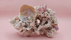 Ivory Bush Coral Mixed with Gulf of Mexico Barnacle – Oculina Varicosa 