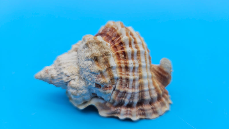Distorsio anus shell, 2.6 inches, ribbed twisted form with brown-and-cream stripes and flared lip.