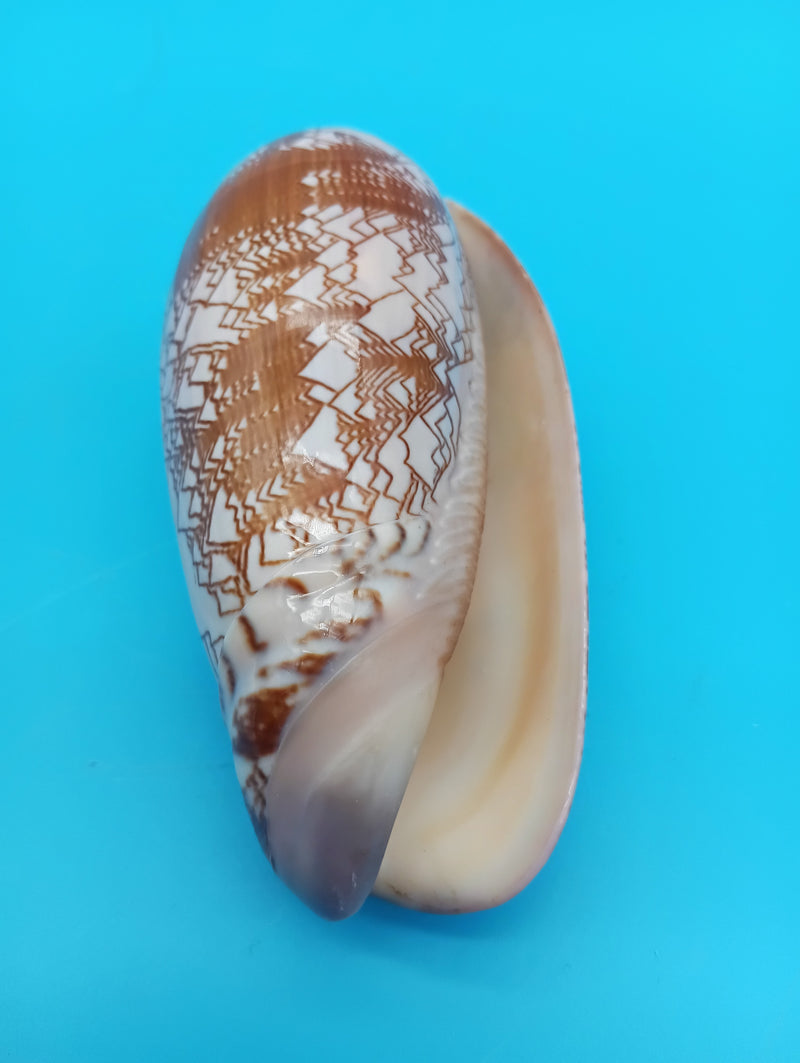 3.7" Tent Olive seashell Oliva porphyria natural specimen for beach decor
